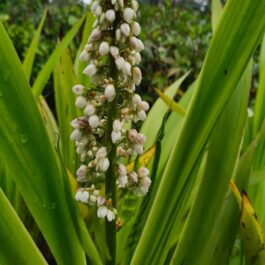 Dove Tail Orchid Flowering Plant