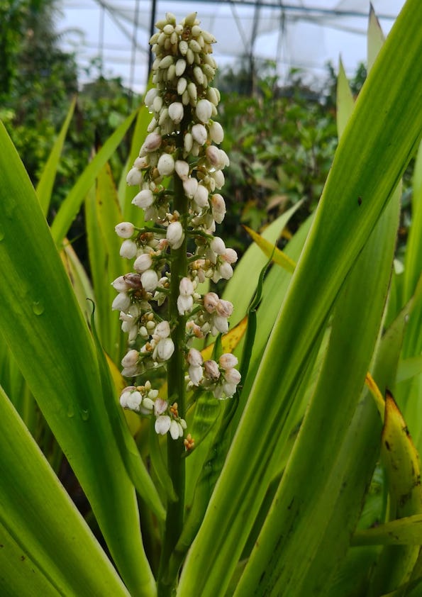 Dove Tail Orchid Flowering Plant