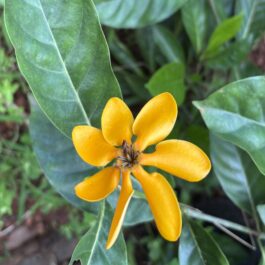 Golden Gardenia Flowering Plant