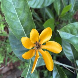 Golden Gardenia Flowering Plant