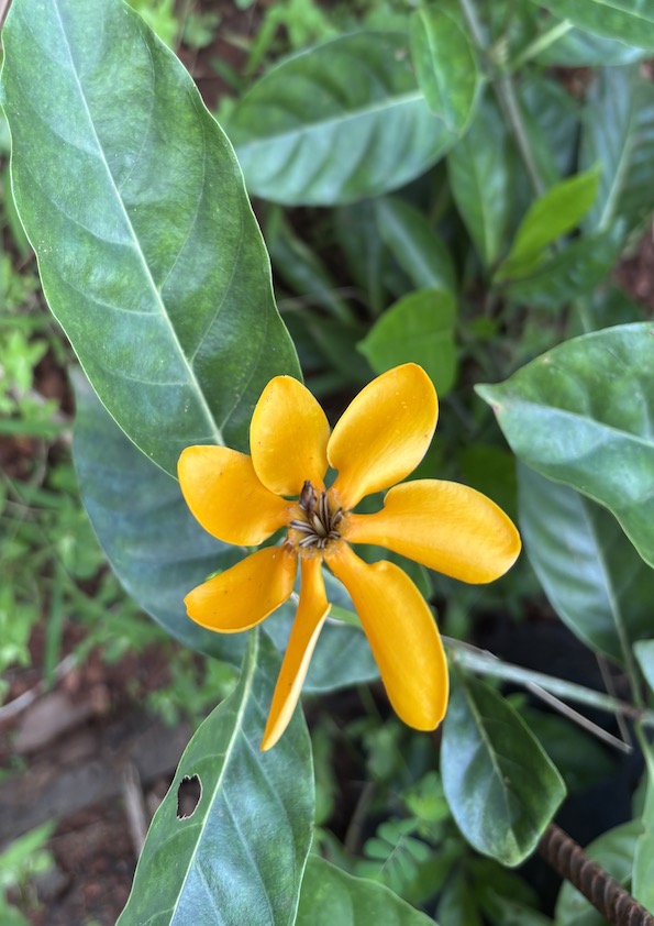 Golden Gardenia Flowering Plant