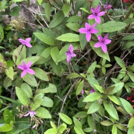 Pseuderanthemum laxiflorum, Kodia Purple Flowering Plant
