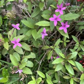 Pseuderanthemum laxiflorum, Kodia Purple Flowering Plant