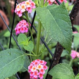Lantana Camara Flowering Plant
