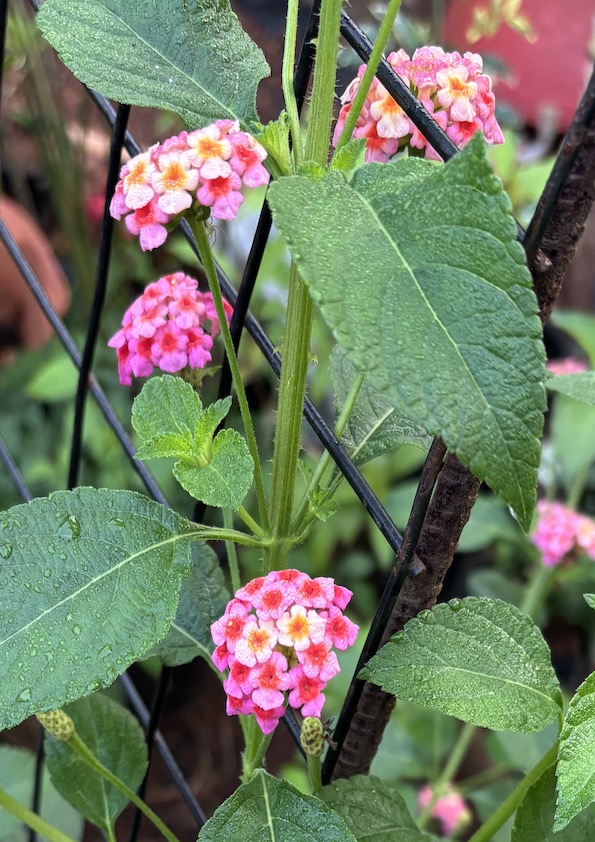 Lantana Camara Flowering Plant