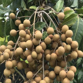 Longan Fruit Plant