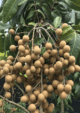Longan Fruit Plant