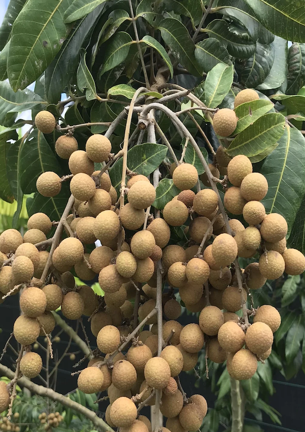 Longan Fruit Plant