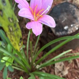 Pink Rain Lily Bulb, Zephyranthes grandiflora
