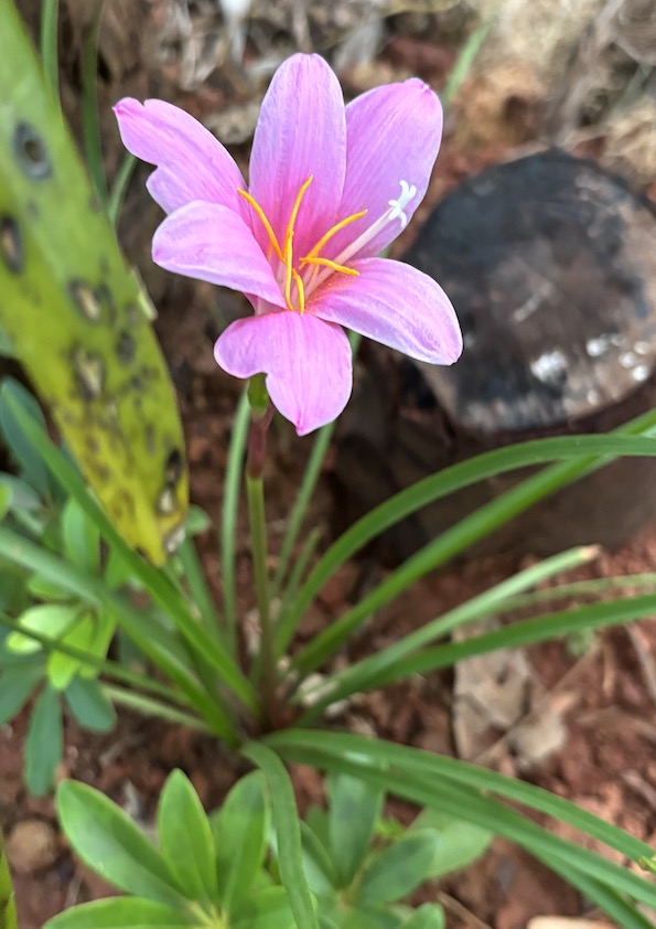 Pink Rain Lily Bulb, Zephyranthes grandiflora