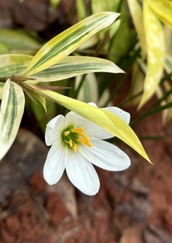 White Rain Lily Bulb (Set of 5)