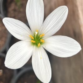 White Rain Lily Bulb (Set of 5)