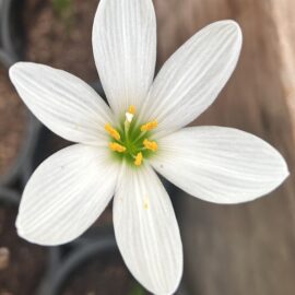 White Rain Lily Bulb (Set of 5)