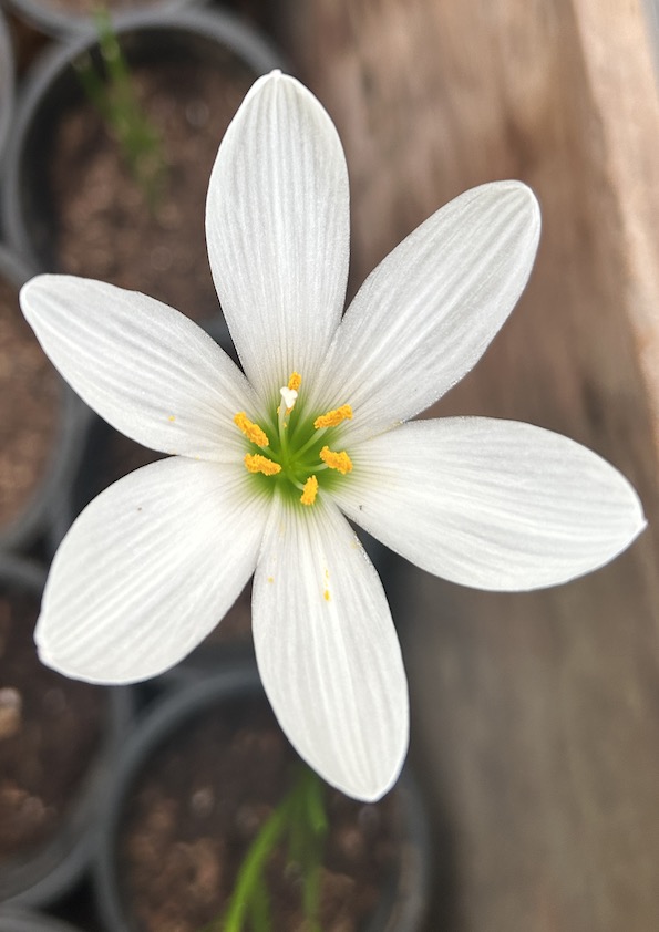 White Rain Lily Bulb (Set of 5)