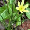Flower Bulbs