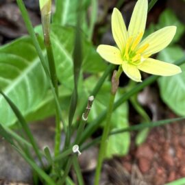 Yellow Rain Lily Bulb