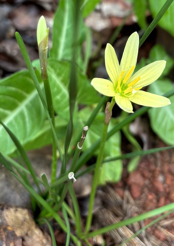 Yellow Rain Lily Bulb