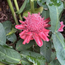 Pink Torch Ginger Flowering Plant