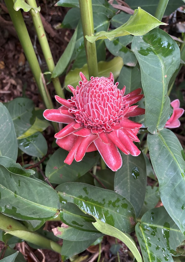 Pink Torch Ginger Flowering Plant