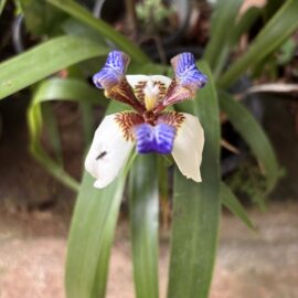 White Walking Iris Flowering Plant