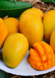 Athi Madhura Mango Grafted Plant (Large)