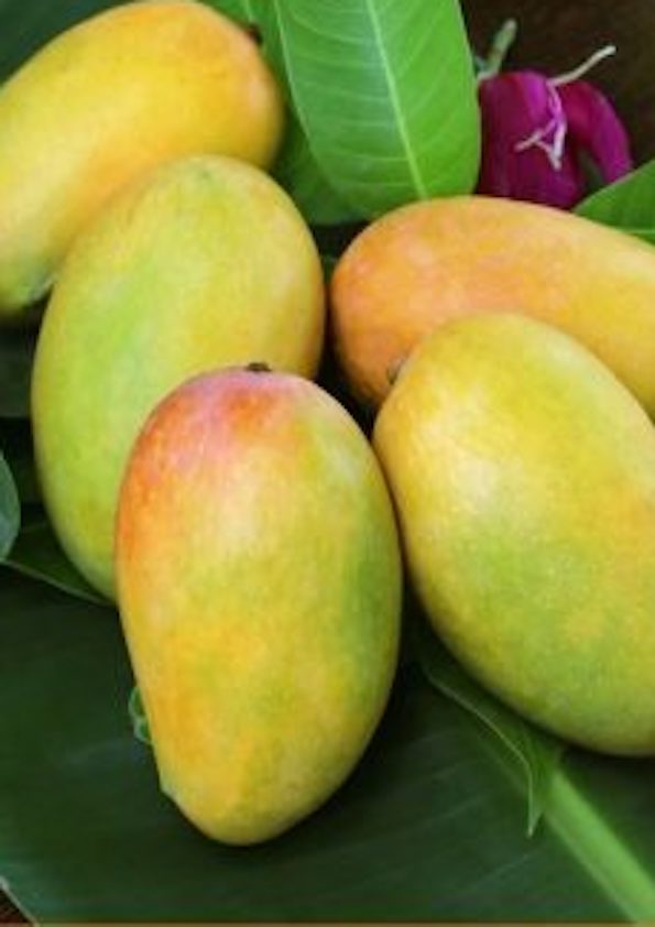 Athi Madhura Mango Grafted Plant