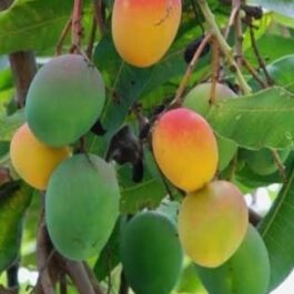 Bennet Alphonso Mango Grafted Plant