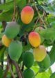 Bennet Alphonso Mango Grafted Plant