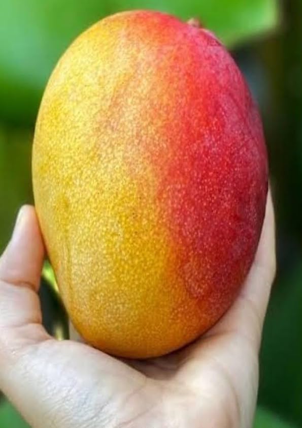Bennet Alphonso Mango Grafted Plant