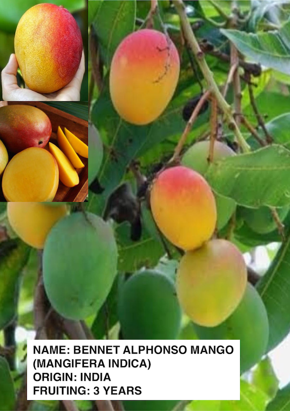 Bennet Alphonso Mango Grafted Plant