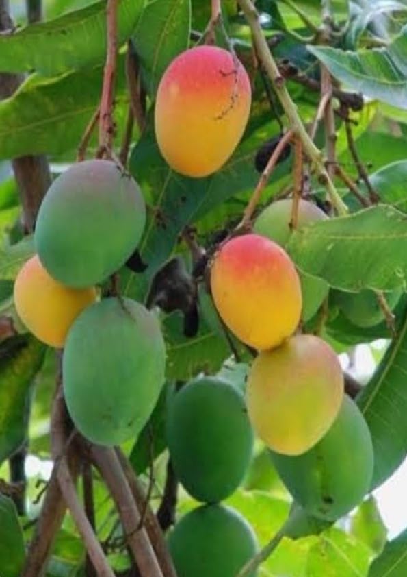 Bennet Alphonso Mango Grafted Plant