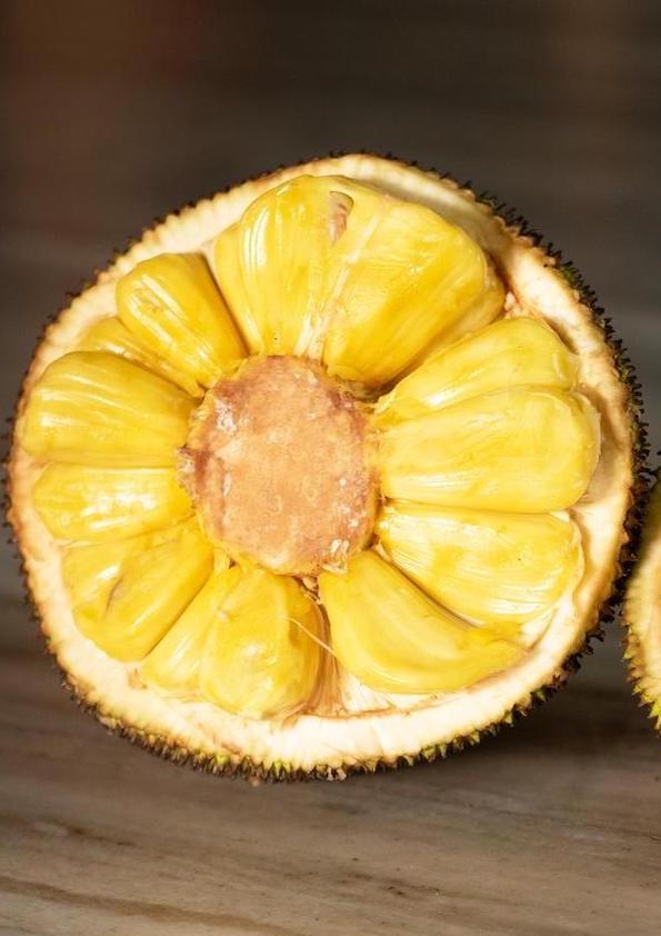 Mangala Early Jackfruit Grafted Plant