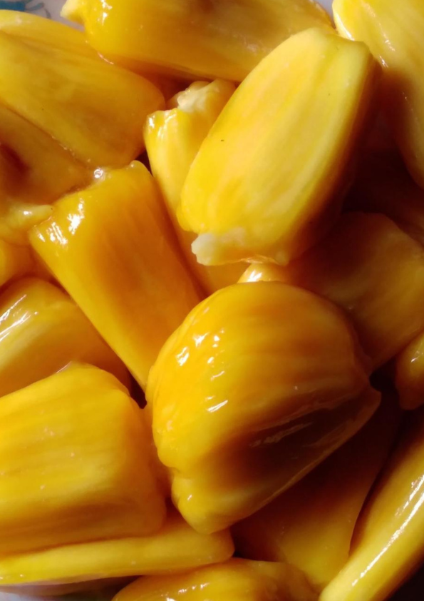Honey Jackfruit Grafted Plant