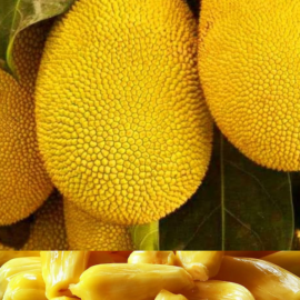 Honey Jackfruit Grafted Plant