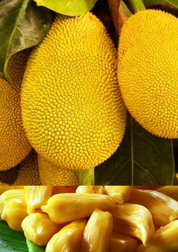 Honey Jackfruit Grafted Plant