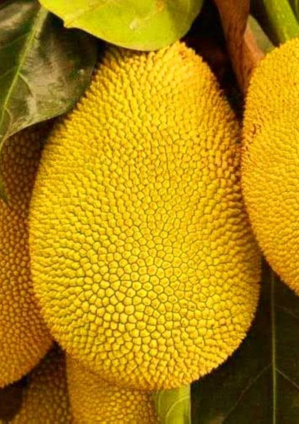 Honey Jackfruit Grafted Plant