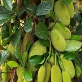Mangala Early Jackfruit Grafted Plant