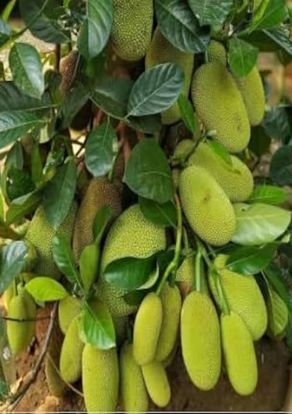 Mangala Early Jackfruit Grafted Plant