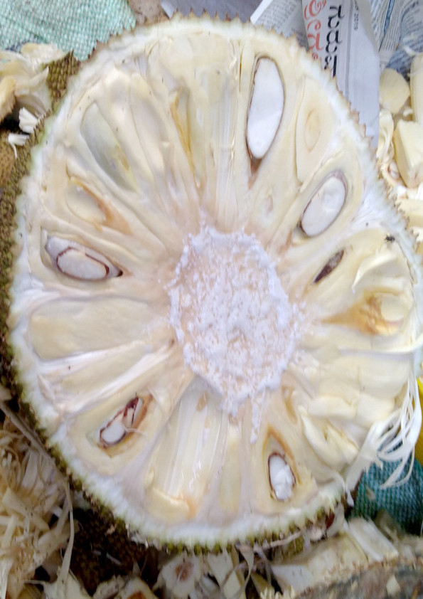 White Jackfruit Grafted Plant