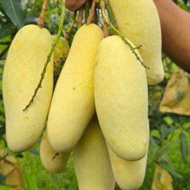 Banana Mango Grafted Plant