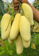 Banana Mango Grafted Plant