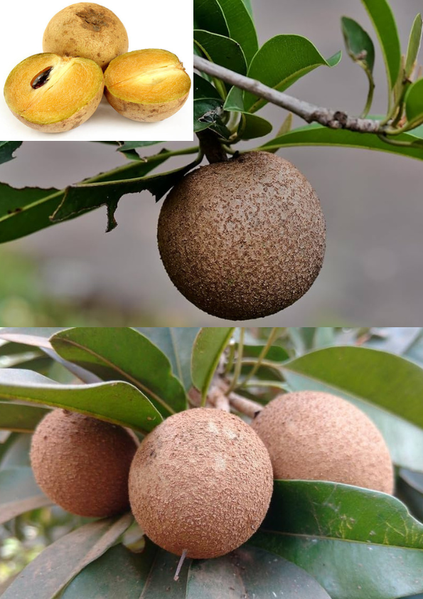 Cricket Ball Sapota/Chikoo Grafted Plant