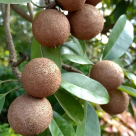 Cricket Ball Sapota/Chikoo Grafted Plant