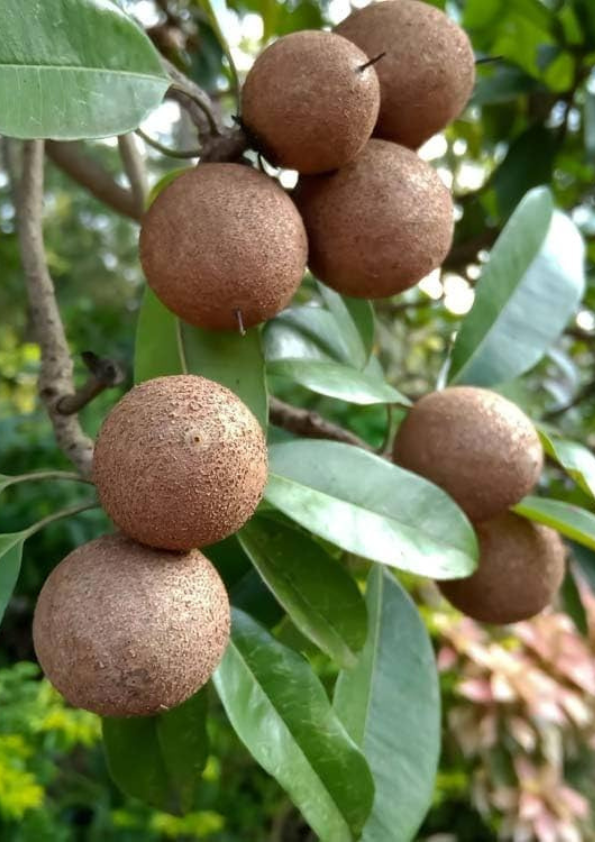 Cricket Ball Sapota/Chikoo Grafted Plant