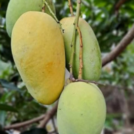 Thai Katimon Mango Grafted Plant