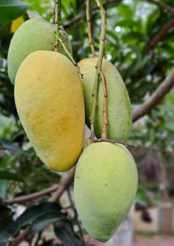 Thai Katimon Mango Grafted Plant