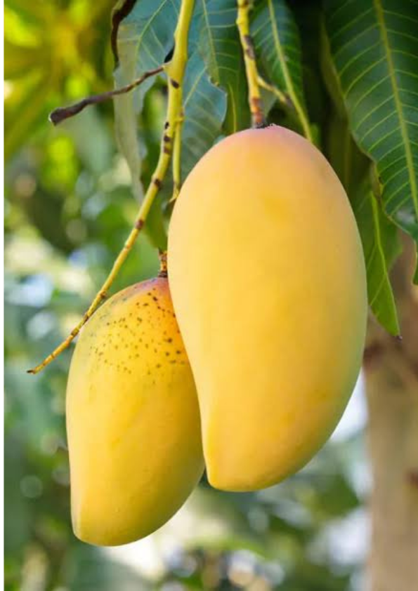 Thai Katimon Mango Grafted Plant