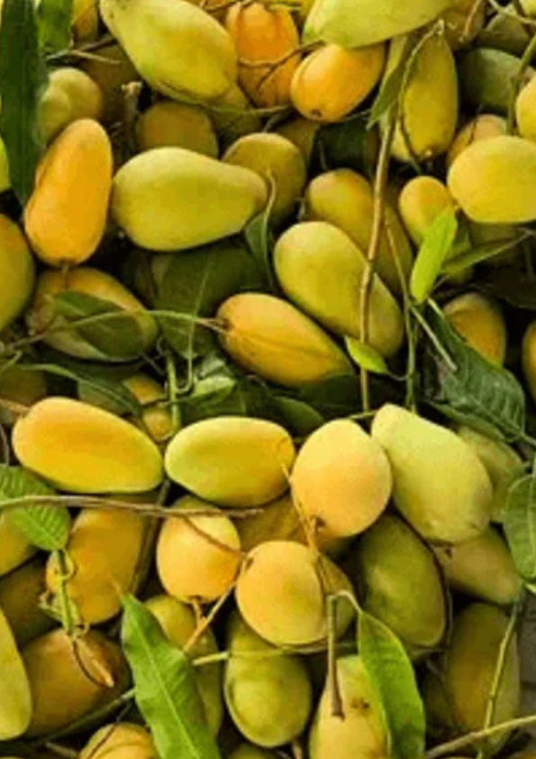 Thai Katimon Mango Grafted Plant